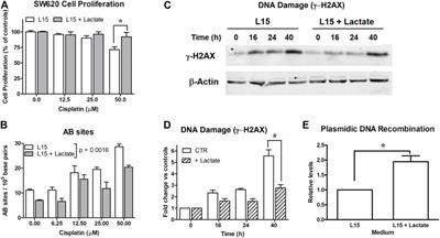 Lactate Upregulates the Expression of DNA Repair Genes, Causing Intrinsic Resistance of Cancer Cells to Cisplatin